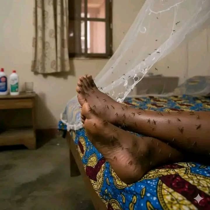 Mosquito Infestation Example