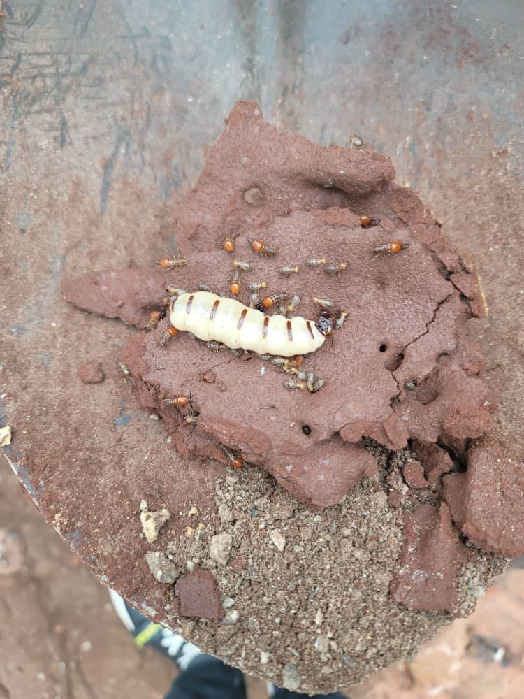 Active Subterranean Termites and Queen